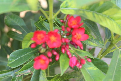 Close-up of red berries growing on plant