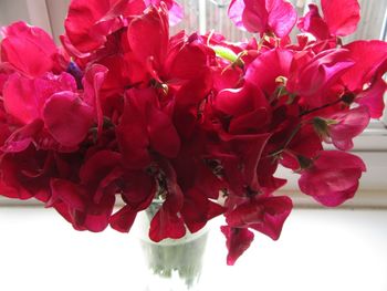 Close-up of red flowers