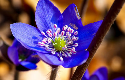 Close-up of purple blue flower