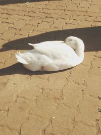 High angle view of seagull on sand