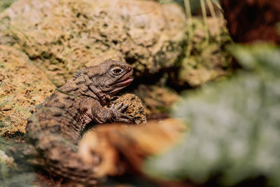 Close-up of lizard on rock