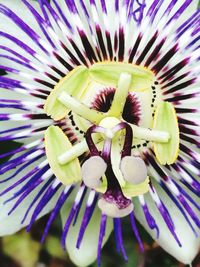 Macro shot of purple flower head