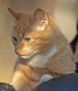 Close-up of a cat looking away