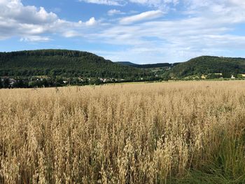 Scenic view of agricultural field against sky