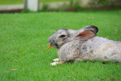 Close-up of rabbit on field