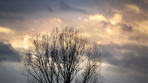 Low angle view of bare tree against sky