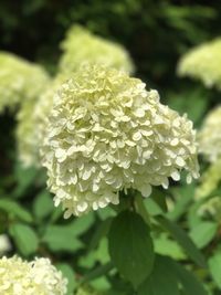 Close-up of flower blooming outdoors