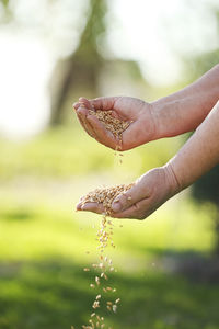 Close-up of hand holding plant