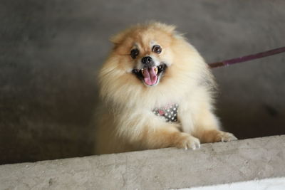 Portrait of dog sticking out tongue