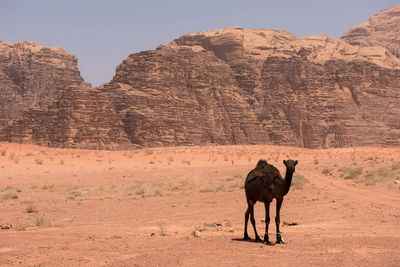 Camel standing against rocky mountains against sky
