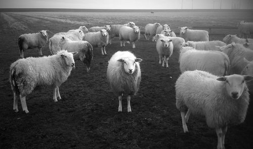 Sheep grazing on field