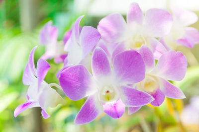 Close-up of pink flowering plant