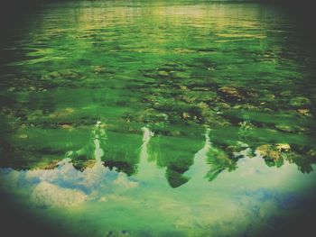 Reflection of trees in water