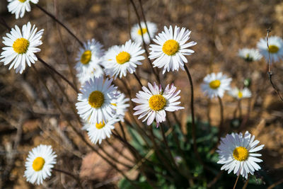 Close-up of yellow flowers blooming outdoors