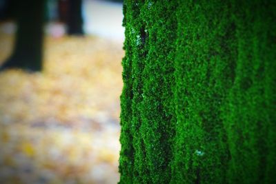 Close-up of moss growing on tree trunk