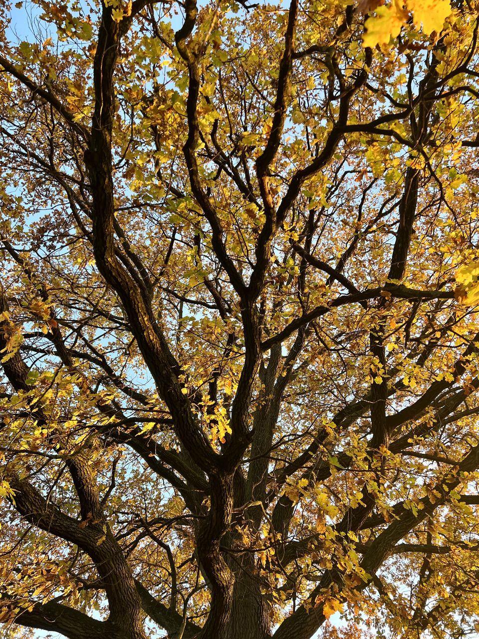 tree, plant, branch, low angle view, leaf, no people, beauty in nature, nature, growth, sunlight, autumn, sky, day, outdoors, flower, tranquility, tree trunk, yellow, trunk, backgrounds, full frame, tree canopy