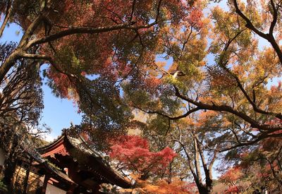 Low angle view of trees against sky during autumn