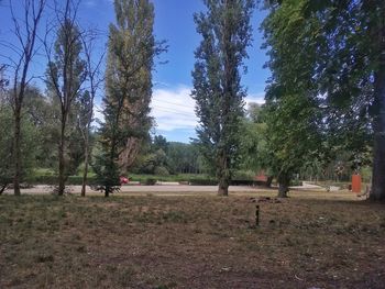 Trees on landscape against sky