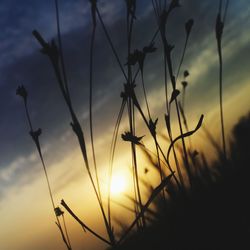 Close-up of silhouette plants against sky during sunset
