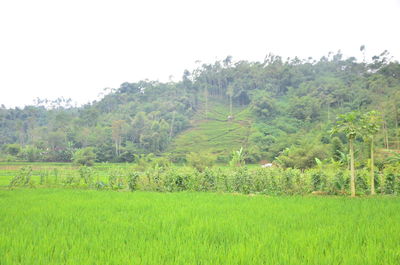 Scenic view of agricultural field against clear sky