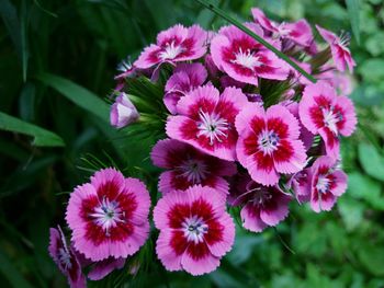 Close-up of flowers blooming outdoors