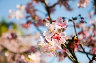 Close-up of pink cherry blossom