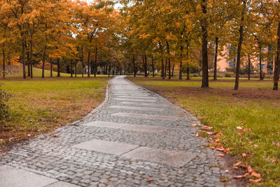 Road passing through forest