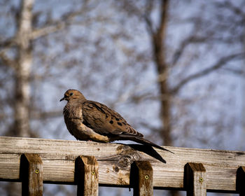 Close-up of bird perching on wooden post