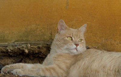 cat