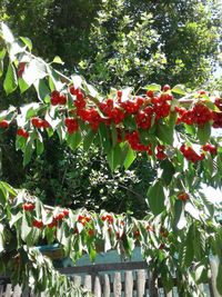 Low angle view of flowers blooming on tree