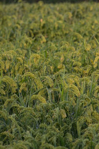 Full frame shot of crops growing on field