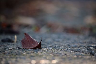Close-up of leaf on ground