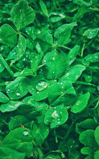 Full frame shot of wet leaf