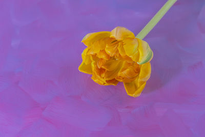 Close-up of yellow flower against blue background