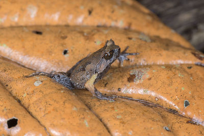 High angle view of a lizard