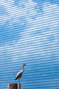 Low angle view of bird perching on wall