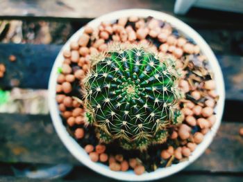 High angle view of succulent plant in pot