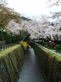 Scenic view of flower trees against sky