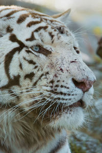 Close-up of a relaxed tiger