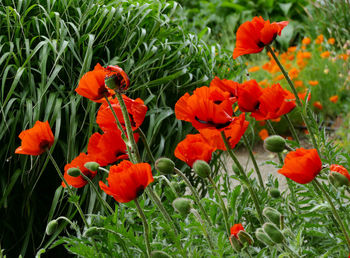Close-up of red poppy flowers growing on field