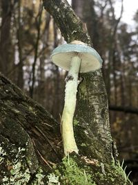 Close-up of mushroom growing on tree trunk