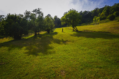 Scenic view of trees on field against sky