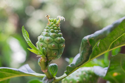 Close-up of fruit growing on tree