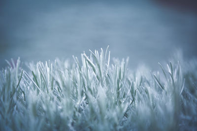 Close-up of crops on field