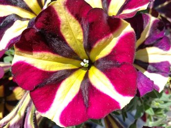 Close-up of purple flowers blooming outdoors