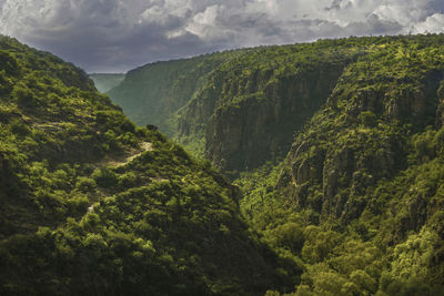 Scenic view of forest against sky