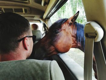 View of horse in car