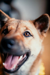 Close-up of dog looking away