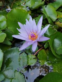 Close-up of lotus water lily in pond