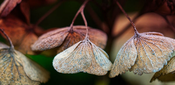 Close-up of dry leaves on plant during winter